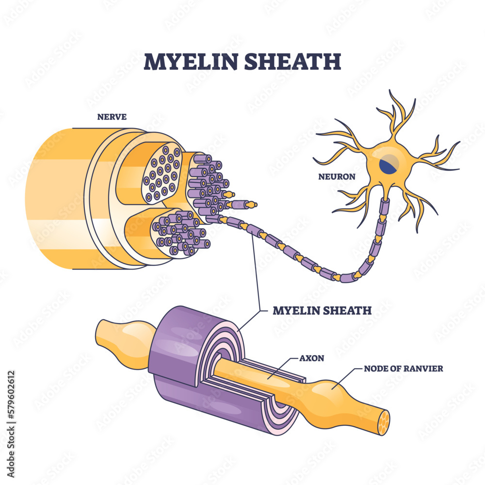 Poster myelin sheath as insulation layer for brain or spinal nerve outline diagram. labeled educational ana