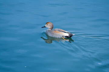 Gadwall 