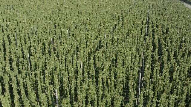 Drone shot over hop fields