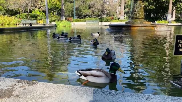 Ducks leisurely swimming with fish in a pond in a park in Beverly Hills, California, surrounded by lush greenery, park benches and a statue.