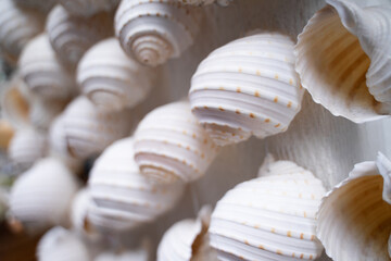 Beautiful seashell background patterns that are combined in many ways