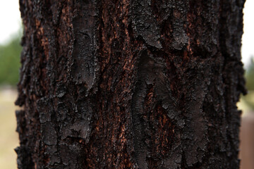 Closeup redgum tree trunk at the park 