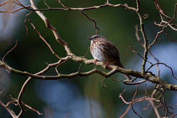 A male Song Sparrow perched on a tree branch in Puyallup, Washington.