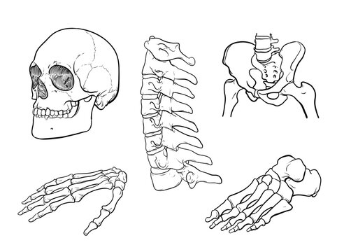 Human skeleton bone sketch isolated on gray background. Vector illustration
