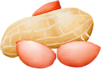 Peanut watercolor png