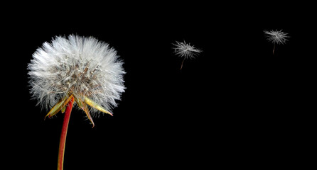 Dandelions - fluffy, naked and lonely flying seed on the black background