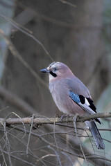 portrait of a jay sitting on a branch