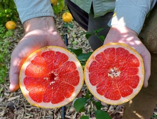 Farmer holds two halves of a cut juicy grapefruit in his hands. Cut grapefruit from a branch. Delicious and ripe citrus fruits at harvest time. Citrus harvest season in Mediterranean
