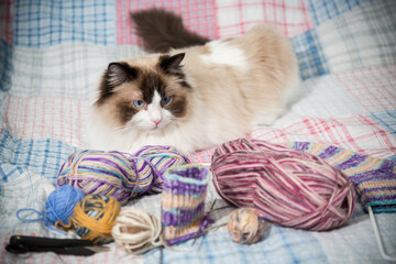 Colored threads, knitting needles and other items for hand knitting and a cute domestic cat Ragdoll