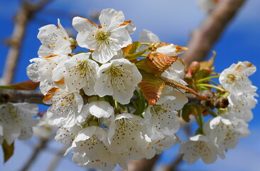 Beautiful and delicate cherry flowers in the morning sun on blue skype close up. Cherry blossom. 