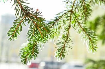 Fir branches with snow on city street, closeup
