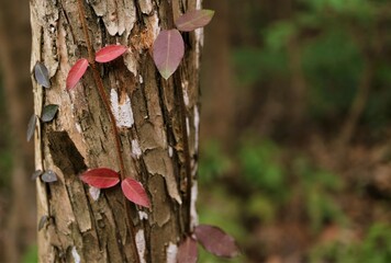 樹の幹　秋の到来　秋の森の風景　余白スペース　文字入れスペース　枯れ木　寂しげな雰囲気