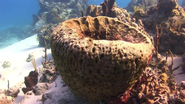 Magnificent underwater coral reefs are wonder to behold. Fish species help keep reef healthy by consuming algae and other pests.