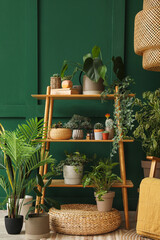 Fototapeta Shelving unit with green houseplants in living room obraz