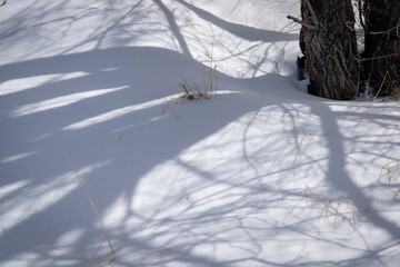 tree shadows