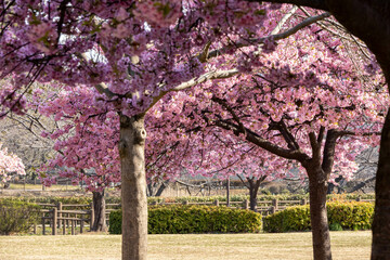Obraz premium 公園の満開の河津桜