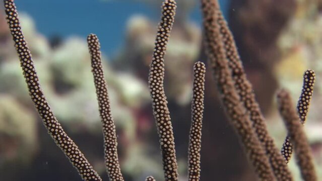 Coral reefs are magnificent underwater attraction close-up. To protect coral reefs, it is essential to reduce carbon footprint, limit overfishing, and prevent pollution from entering ocean.