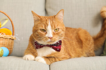 Cute cat with Easter eggs on sofa, closeup