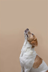  Beagle puppy looking up with a curious expression on its face. It is sitting on a light beige...