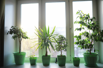 Fototapeta na wymiar Indoor plants and flowers in pots by the window. Seedlings on the windowsill.
