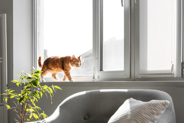 Cute red cat on windowsill in living room