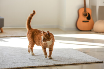 Cute red cat on carpet in living room