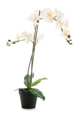 Pot with beautiful orchid flower on white background