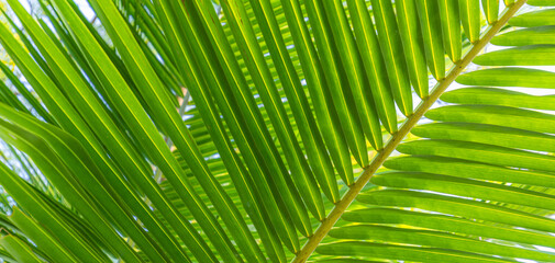 Palm leaf texture natural tropical green leaf close up banner. Abstract palm leaf macro, bright fresh green foliage nature background. Tranquil exotic garden park pattern, plant panoramic background