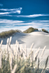 White sand dunes of northern Denmark. High quality photo