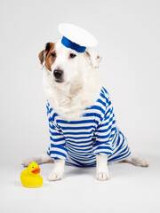 Portrait of a dog in a sailor suit on a light-coloured background. Sailor dog, funny pets.