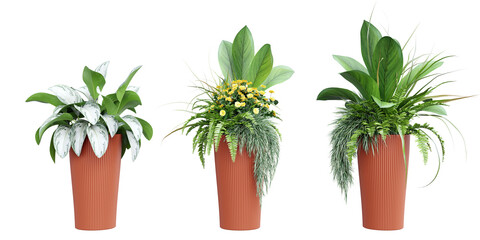 Plant set in vase isolated on white background.3d rendering PNG Set