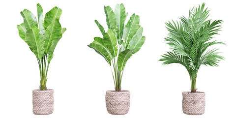 Plant set in vase isolated on white background.3d rendering PNG Set