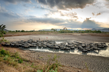 Vietnam Rural Traditional Scene, farmers shepherd boys riding a buffaloes, tending buffaloes herd to go back farmhouse. Organic Farm concept in