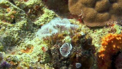 Magnificent underwater coral reefs are natural beauty. This can involve supporting policies and regulations that sustainability, as well as taking individual actions such as reducing carbon emissions.