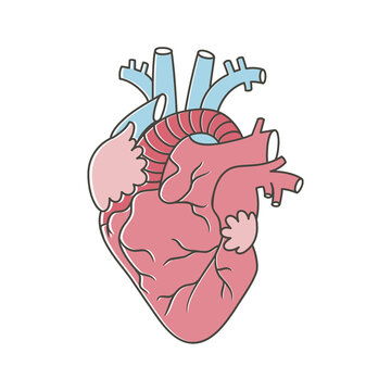human heart anatomy transparent png
