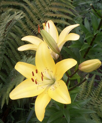 Fototapeta premium Beautiful yellow lily flowers on the background of fern leaves.