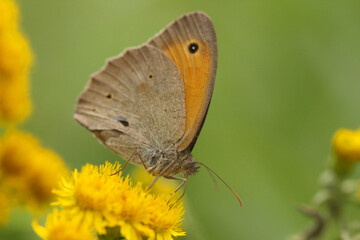 Butterfly sitting on a flower. Close-up.