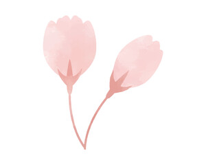 手描き水彩風・桜の花のイラスト　つぼみ