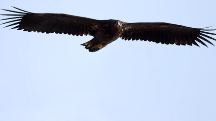 Sea eagle close-up as it flies over. Calmly turns his head and looks around for the next bite of food