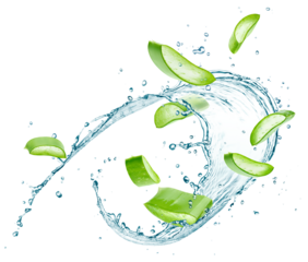 Aloe vera slices with water splash