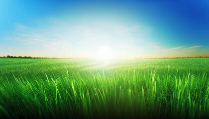 Fototapeta na wymiar Green grass field and bright blue sky at sunrise