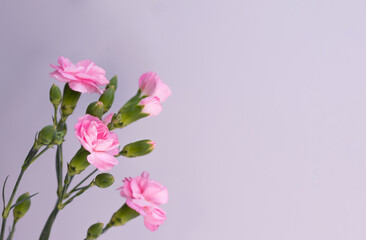 Beautiful bunch of pink Carnations in the left corner