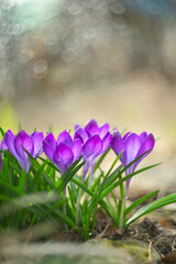 Delicate early spring flower saffron, crocus in dew drops. Close-up. very soft focus.
