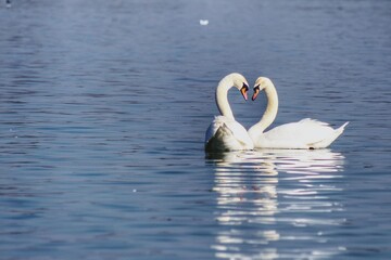 Swan love ❤️