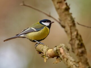 great tit 