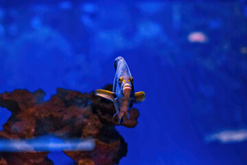 Underwater shot of fish Pomacanthus semicirculatus