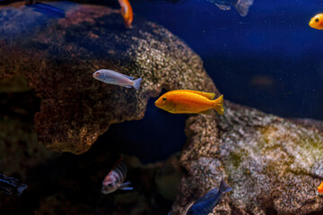 Fototapeta na wymiar Underwater shot of fish Cichlidae