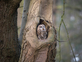 tawny owl