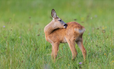 Roe-deer kid in grass