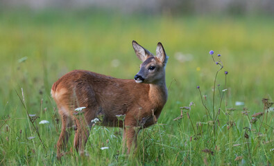 Roe-deer kid in grass